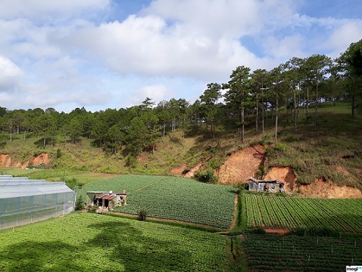 Trình tự cho thuê đất nông nghiệp tại Hà Tĩnh